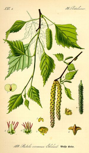 800px-Illustration Betula pendula0.jpg